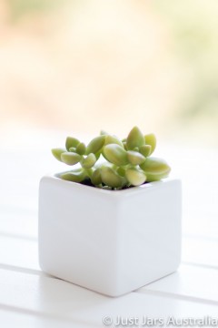 White planter pot (5cm cube)